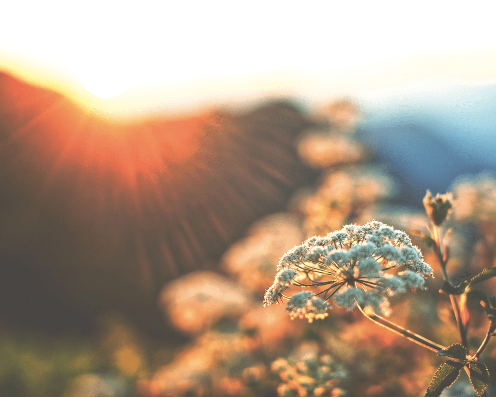 counseling for anxiety therapists in Denver, Denver counselor for anxiety, Arvada counselor for anxiety, anxiety counselor in Arvada Colorado, inner light counseling, Rachel moore